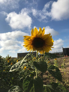 68. Dollarshot Sunflower